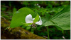 Trillium flower